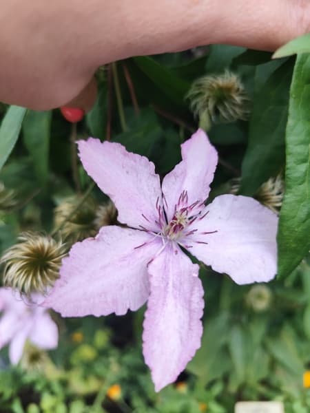 Клематис    Hagley Hybrid (PINK CHIFFON)