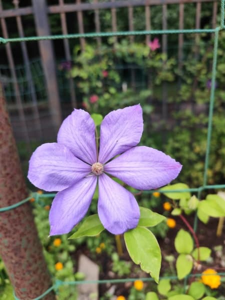 Клематис    Mrs Cholmondeley