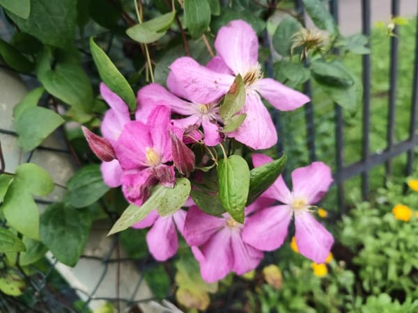 Клематис    Rapina Roosa