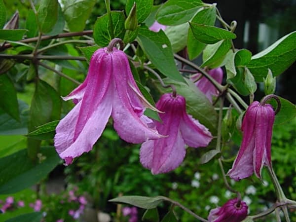 Клематис Alionushka