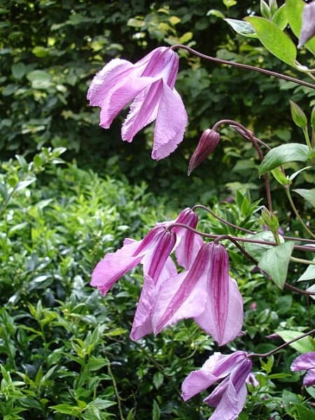 Alionushka