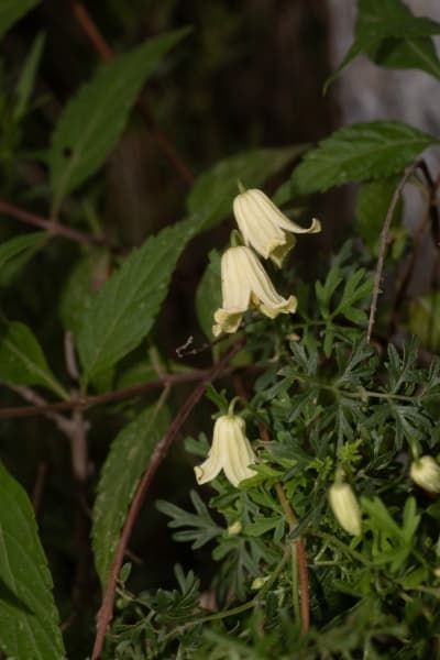 aethusifolia