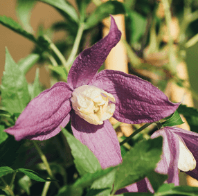 Клематис Amethyst Beauty (Johnson)