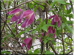Клематис Amethyst Beauty (Johnson)