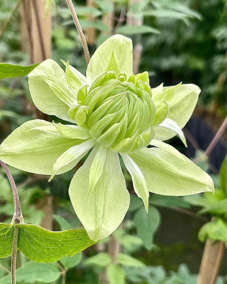 Клематис  florida Alba Plena