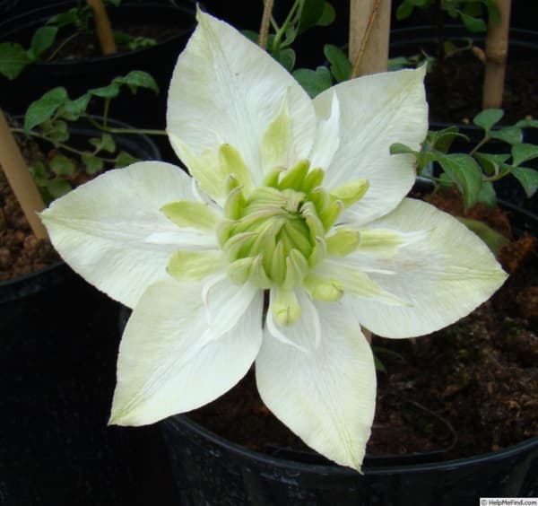  florida Alba Plena