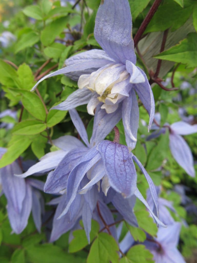 Клематис Blue Bird