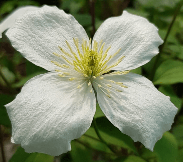 Клематис montana var grandiflora