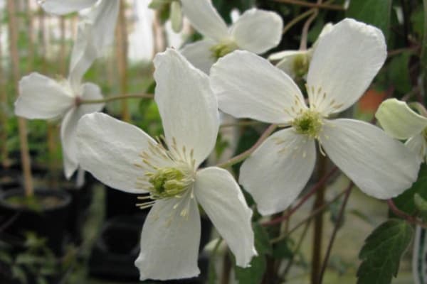 montana var grandiflora