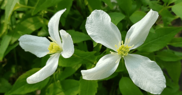 Клематис montana var grandiflora