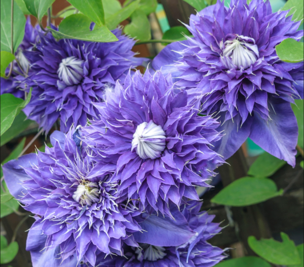 Клематис Multi Blue