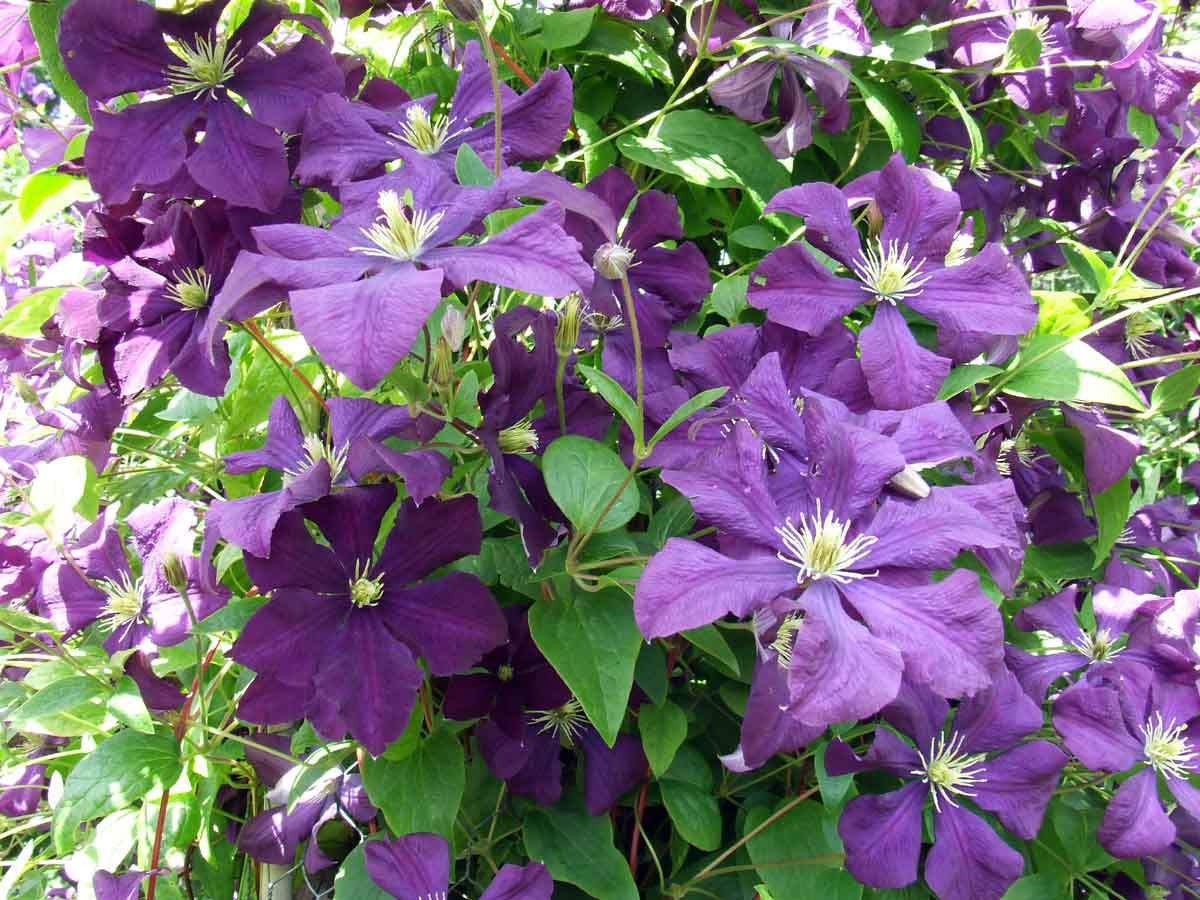 Клематис Etoile Violette VIOLET STAR