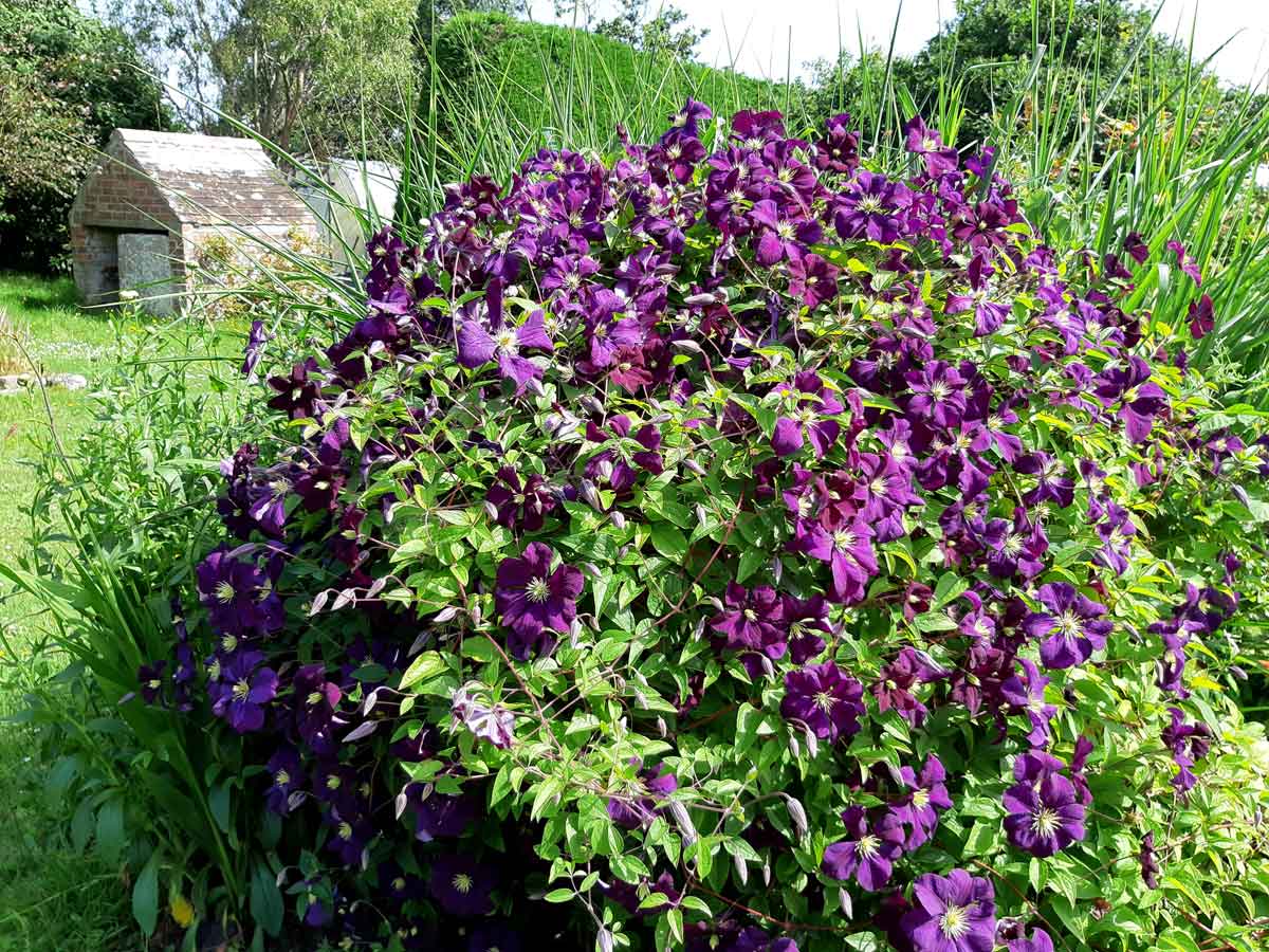 Клематис Etoile Violette VIOLET STAR