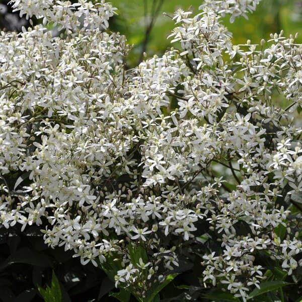 recta Purpurea