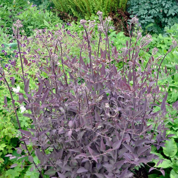 Клематис recta Purpurea