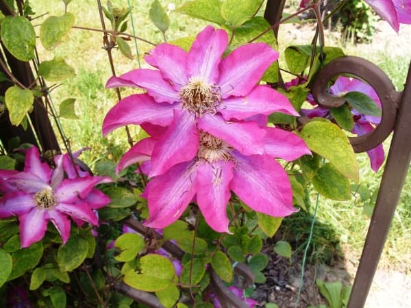 Клематис Asao