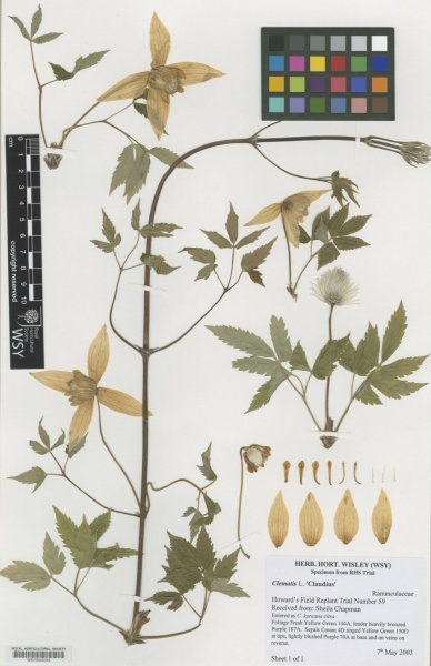 Клематис Claudius [koreana Citra]