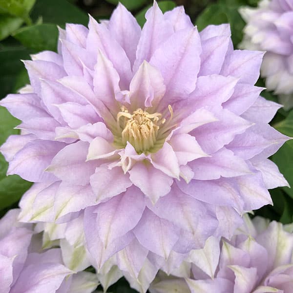 Belle of Woking