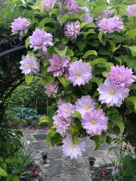Клематис Belle of Woking