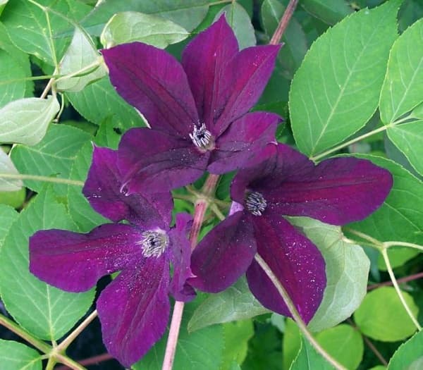 Клематис Black Prince