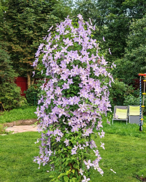Клематис BLUE ANGEL Blekitny Aniol