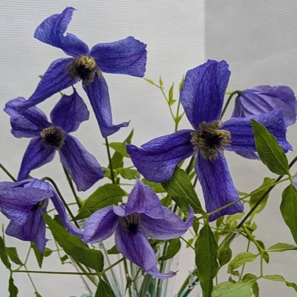x diversifolia Blue Boy