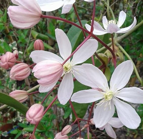 Клематис Apple Blossom