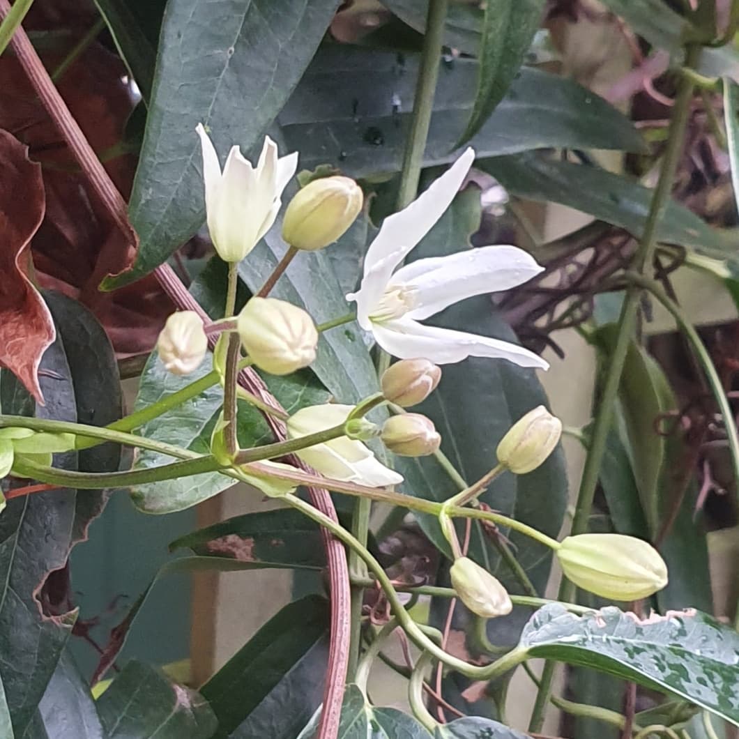 Клематис armandii Snowdrift