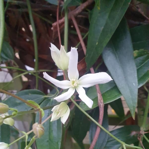 armandii Snowdrift