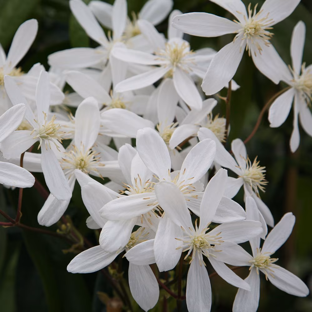 Клематис armandii Snowdrift