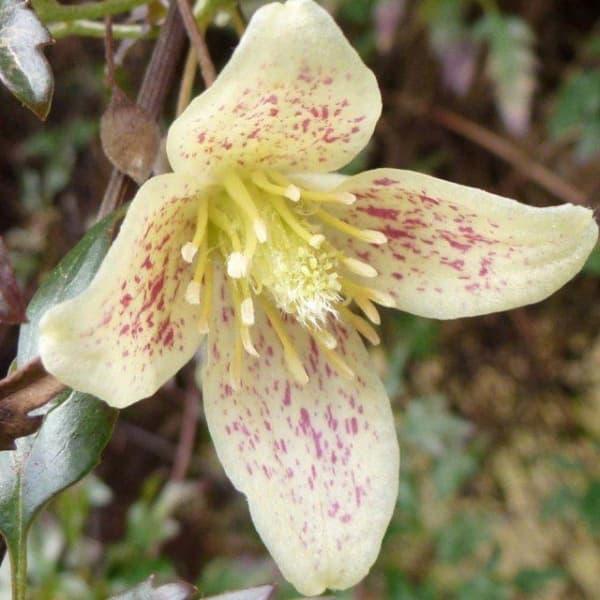 cirrhosa