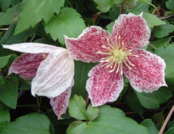 Клематис cirrhosa var purpurascens Freckles