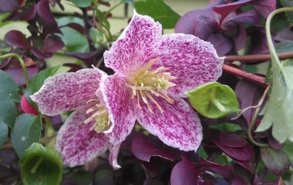 Клематис cirrhosa var purpurascens Freckles