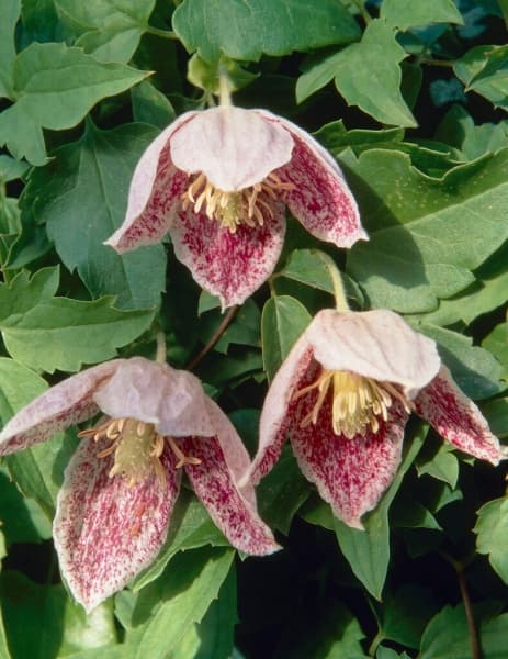 cirrhosa var purpurascens Freckles