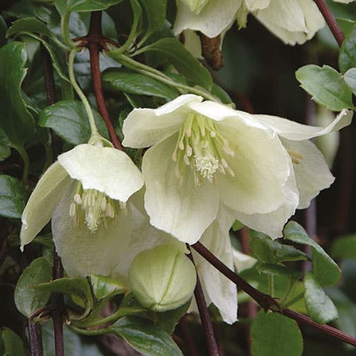 Клематис cirrhosa Wisley Cream