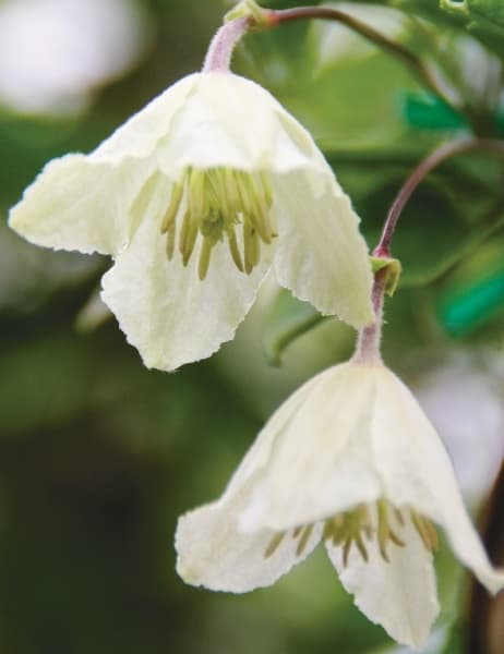 cirrhosa Wisley Cream