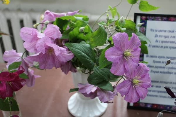 Клематис Comtesse de Bouchaud