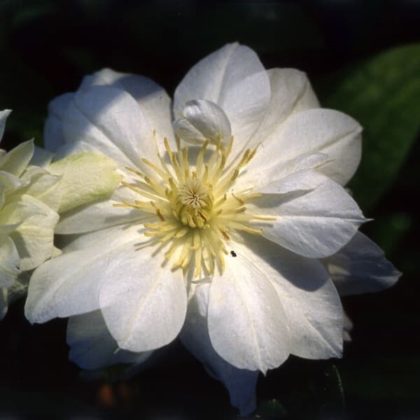 Duchess of Edinburgh