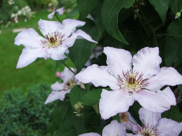 Клематис Ekstra