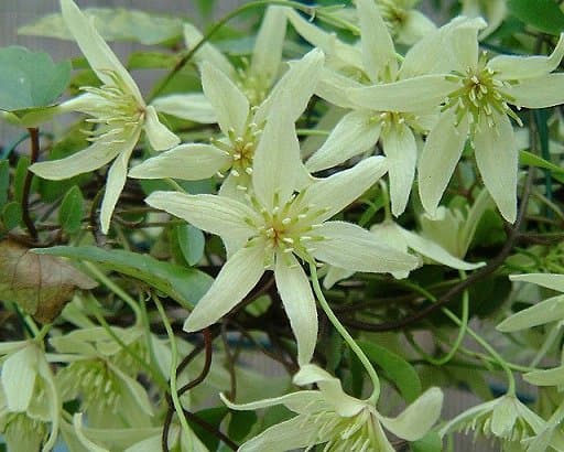Клематис forsteri