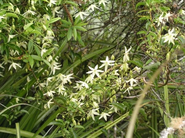 forsteri