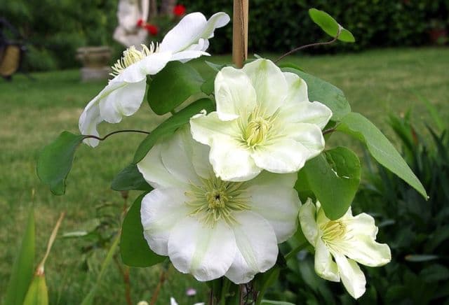 Клематис Guernsey Cream