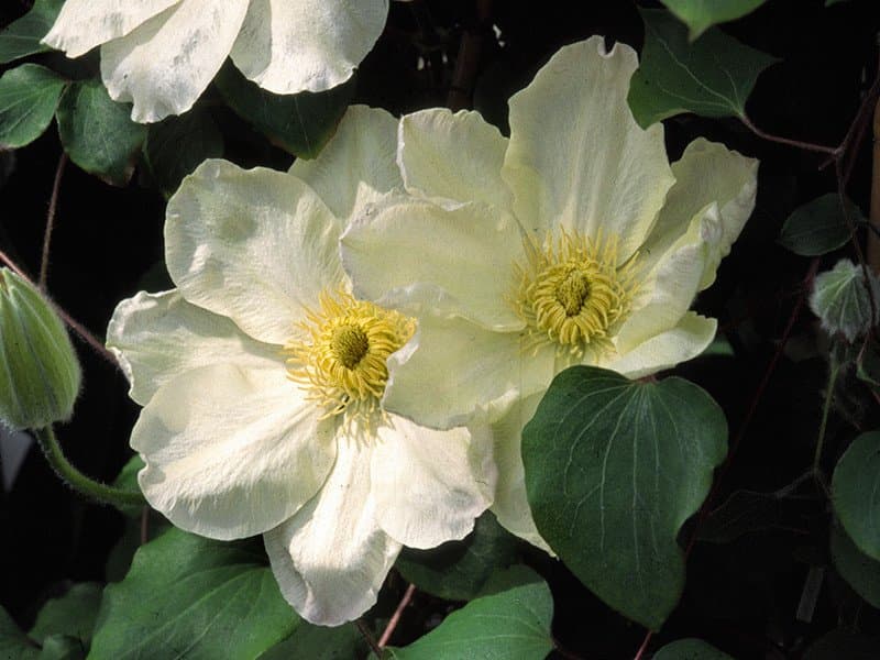 Клематис Guernsey Cream