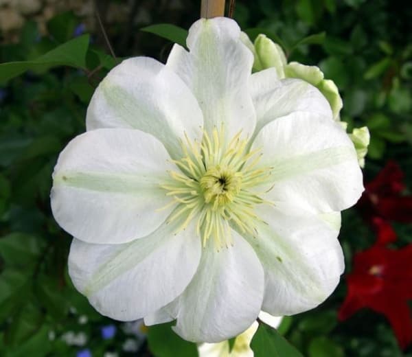 Guernsey Cream
