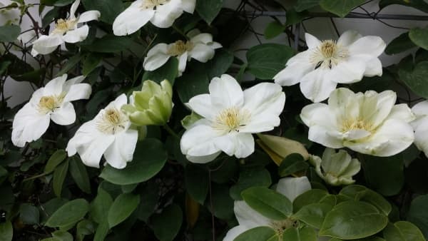 Клематис Guernsey Cream