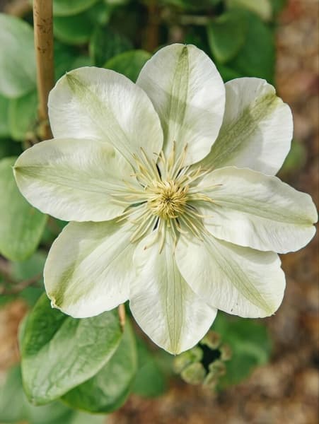 Guernsey Cream