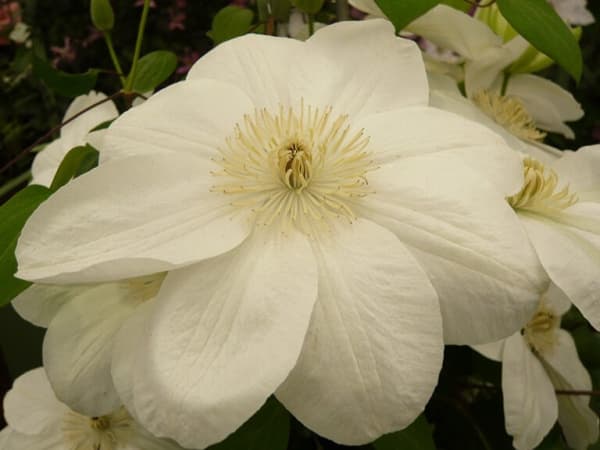 Клематис Guernsey Cream