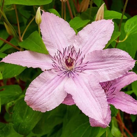 Hagley Hybrid (PINK CHIFFON)