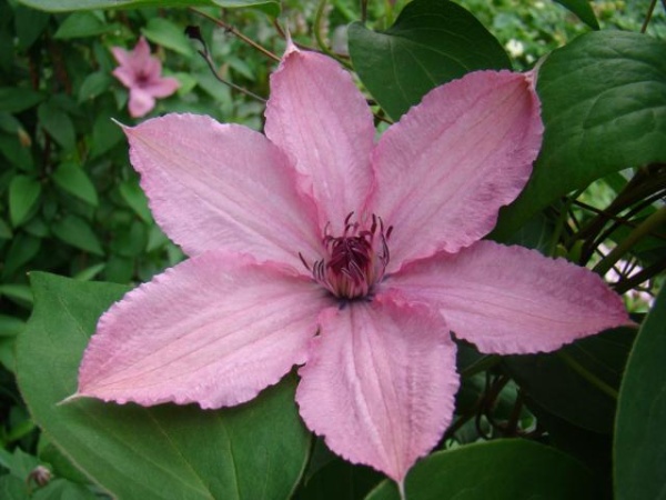 Клематис Hagley Hybrid (PINK CHIFFON)