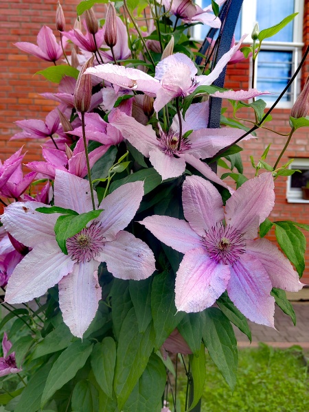 Клематис Hagley Hybrid (PINK CHIFFON)